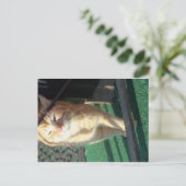 Carte Postale Chat jaune mou (Debout devant)