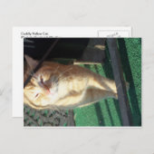 Carte Postale Chat jaune mou (Devant / Derrière)
