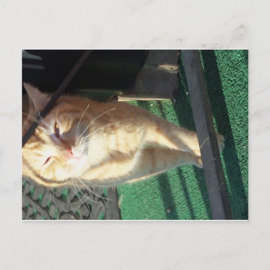 Carte Postale Chat jaune mou (Devant)