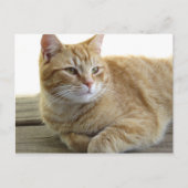 Carte Postale Chat jaune reposant (Devant)