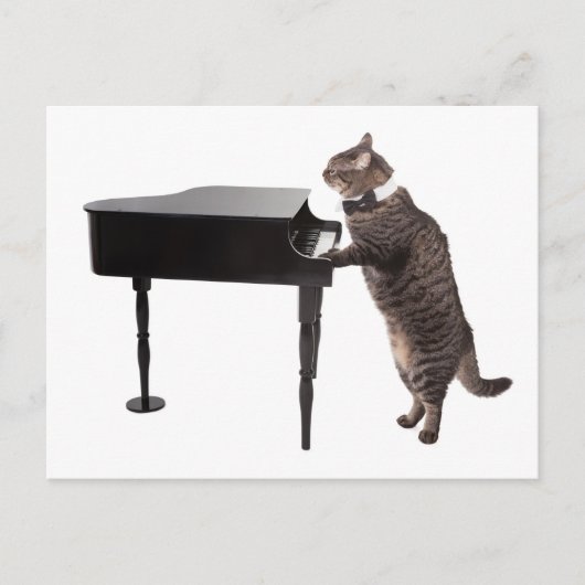 Carte Postale Chat Jouer Piano (Devant)