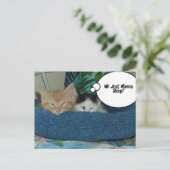 Carte Postale Chat Kitty noir et blanc (Debout devant)