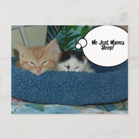 Carte Postale Chat Kitty noir et blanc (Devant)