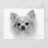 Carte Postale Chat long Chihuahua - Art fin à la main (Devant)