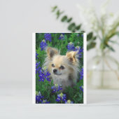 Carte Postale Chat long Chihuahua en Bonnets Bleus (Debout devant)