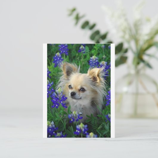 Carte Postale Chat long Chihuahua en Bonnets Bleus (Debout devant)