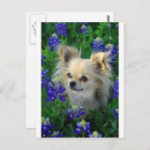 Carte Postale Chat long Chihuahua en Bonnets Bleus (Devant / Derrière)