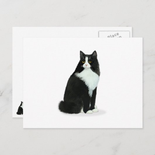 Carte Postale Chat long Haired Tuxedo (Devant / Derrière)