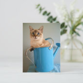 Carte Postale Chat magnifique dans l'eau (Debout devant)