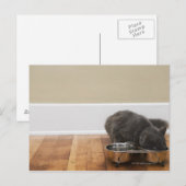 Carte Postale Chat mangeant dans un bol (Devant / Derrière)