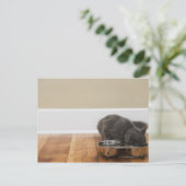 Carte Postale Chat mangeant dans un bol (Debout devant)