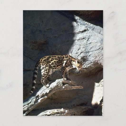 Carte Postale Chat margay (Devant)