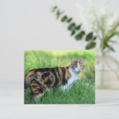 Carte Postale Chat marron et blanc (Debout devant)
