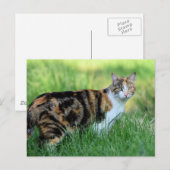 Carte Postale Chat marron et blanc (Devant / Derrière)