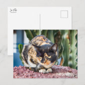 Carte Postale Chat Maspalomas (Devant / Derrière)
