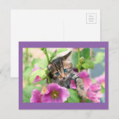 Carte Postale Chat mignon aux fleurs roses (Devant / Derrière)