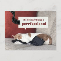 Chat mignon "Ce n'est pas facile d'être un profess