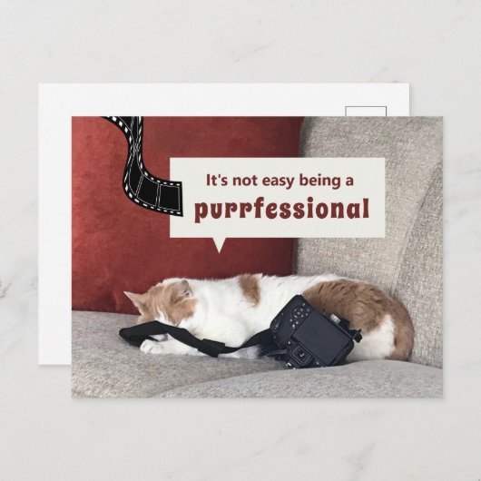 Carte Postale Chat mignon "Ce n'est pas facile d'être un profess (Devant / Derrière)