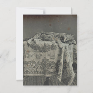 Carte Postale Chat Mignon Endormi Photographie Vintage Vierge