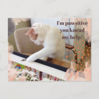 Chat mignon "Je suis pawsitive que vous pétrissiez