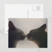 Carte postale chat mignonne (Devant / Derrière)