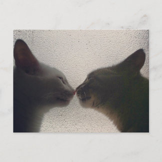 Carte postale chat mignonne