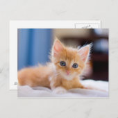 Carte Postale Chat mignonne aux yeux bleus (Devant / Derrière)