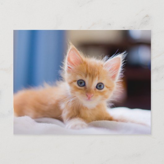 Carte Postale Chat mignonne aux yeux bleus (Devant)