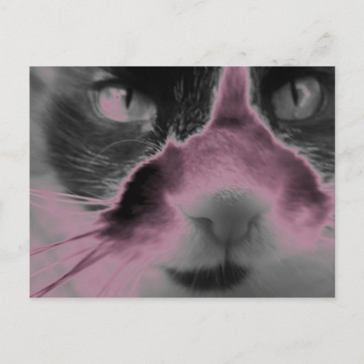 Carte Postale Chat Neon rose (Devant)