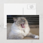 Carte Postale chat Neva Masquerade bâillant (Devant / Derrière)