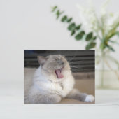 Carte Postale chat Neva Masquerade bâillant (Debout devant)