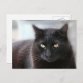 Carte Postale Chat noir (Devant / Derrière)