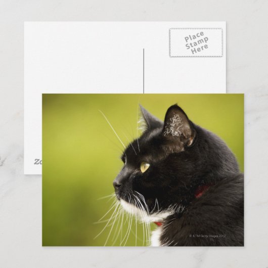 Carte Postale Chat noir (Devant / Derrière)