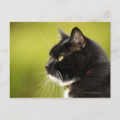 Carte Postale Chat noir (Devant)