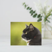 Carte Postale Chat noir (Debout devant)