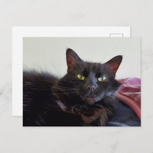 Carte Postale Chat noir (Devant / Derrière)