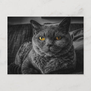 Carte Postale Chat noir