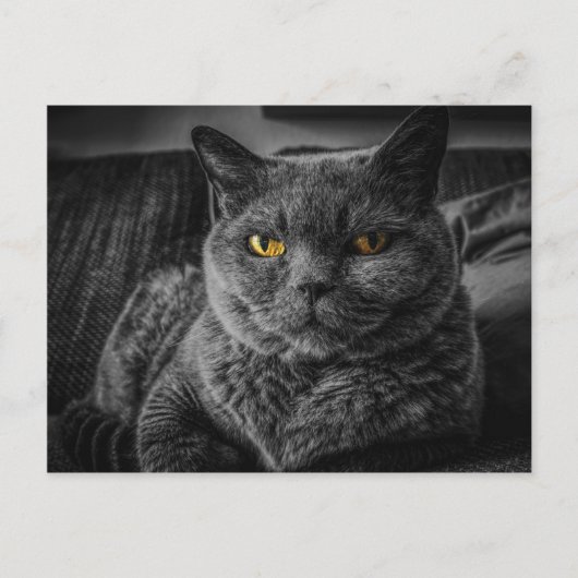 Carte Postale Chat noir (Devant)