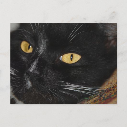 Carte Postale chat noir (Devant)