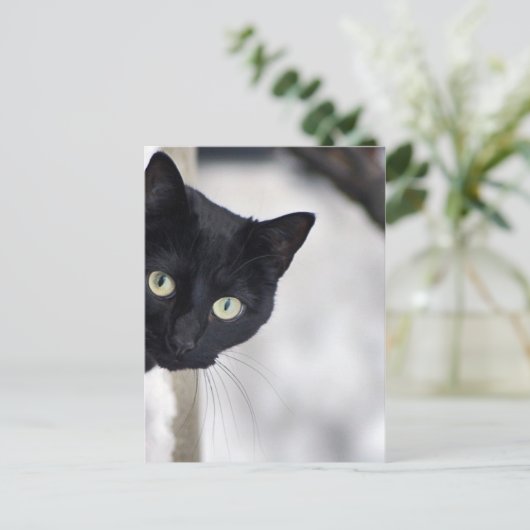 Carte Postale Chat noir (Debout devant)