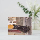 Carte Postale Chat noir (Debout devant)