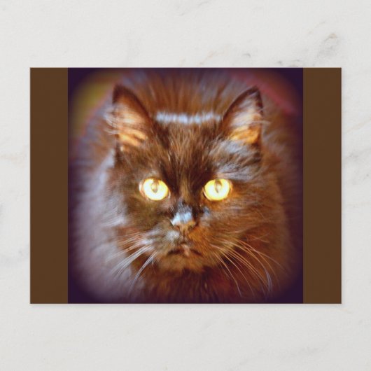Carte Postale chat noir (Devant)