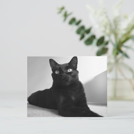 Carte Postale chat noir (Debout devant)