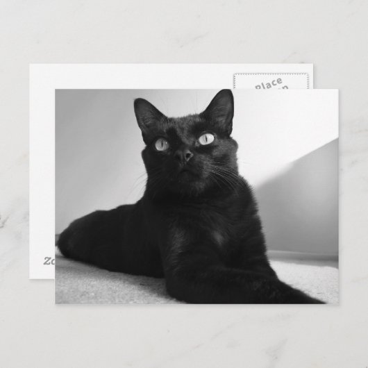 Carte Postale chat noir (Devant / Derrière)