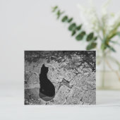 Carte Postale Chat noir (Debout devant)