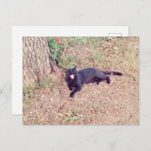 Carte postale Chat noir (Devant / Derrière)