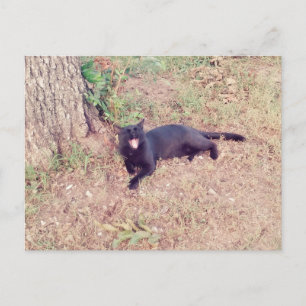 Carte postale Chat noir