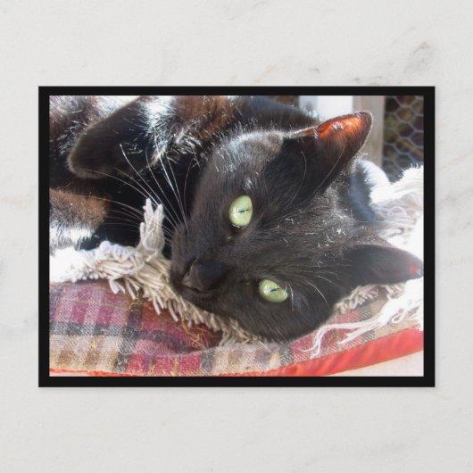 Carte postale "Chat noir" (Devant)