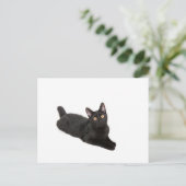 Carte Postale chat noir (Debout devant)