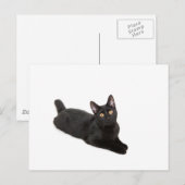 Carte Postale chat noir (Devant / Derrière)